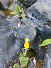Calceolaria crenatiflora