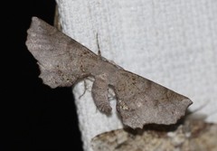 Parepisparis excusata