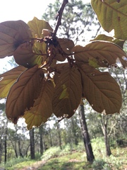Quercus crassifolia