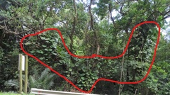 Angiospermae