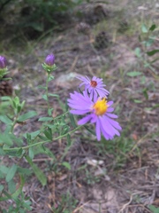 Dieteria bigelovii