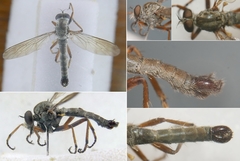 Aneomochtherus confusus