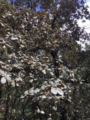 Quercus crassifolia