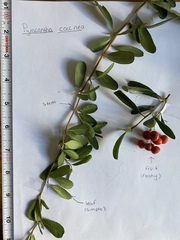 Pyracantha coccinea