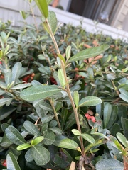 Pyracantha coccinea