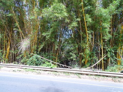 Angiospermae