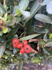 Pyracantha coccinea
