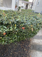 Pyracantha coccinea
