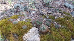 Mammillaria rhodantha fera-rubra