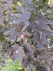 Acer palmatum