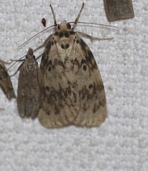 Hectobrocha subnigra