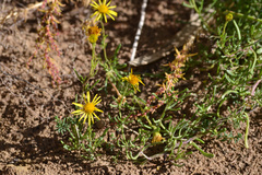 Senecio nevadensis