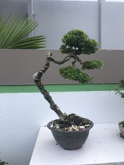 Neea buxifolia