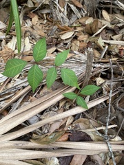 Toxicodendron radicans image