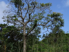 Angiospermae