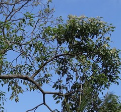 Angiospermae