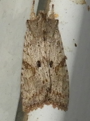 Lithophane patefacta