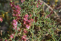 Salsola oppositifolia