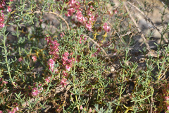 Salsola oppositifolia