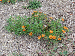 Portulaca suffrutescens