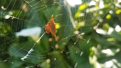 Gasteracantha versicolor