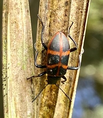 Poecilesthus geometricus