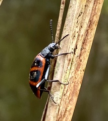 Poecilesthus geometricus