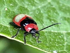 Alagoasa