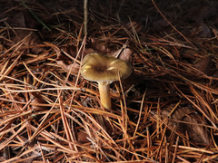 Hygrophorus hypothejus