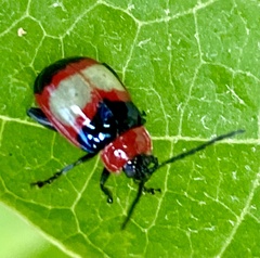 Alagoasa