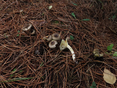 Hygrophorus hypothejus