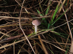 Stropharia inuncta