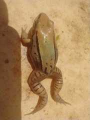 Leptodactylus mystacinus