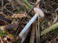 Stropharia inuncta