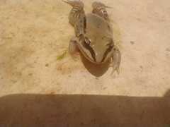 Leptodactylus mystacinus