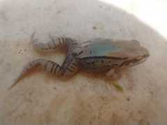 Leptodactylus mystacinus