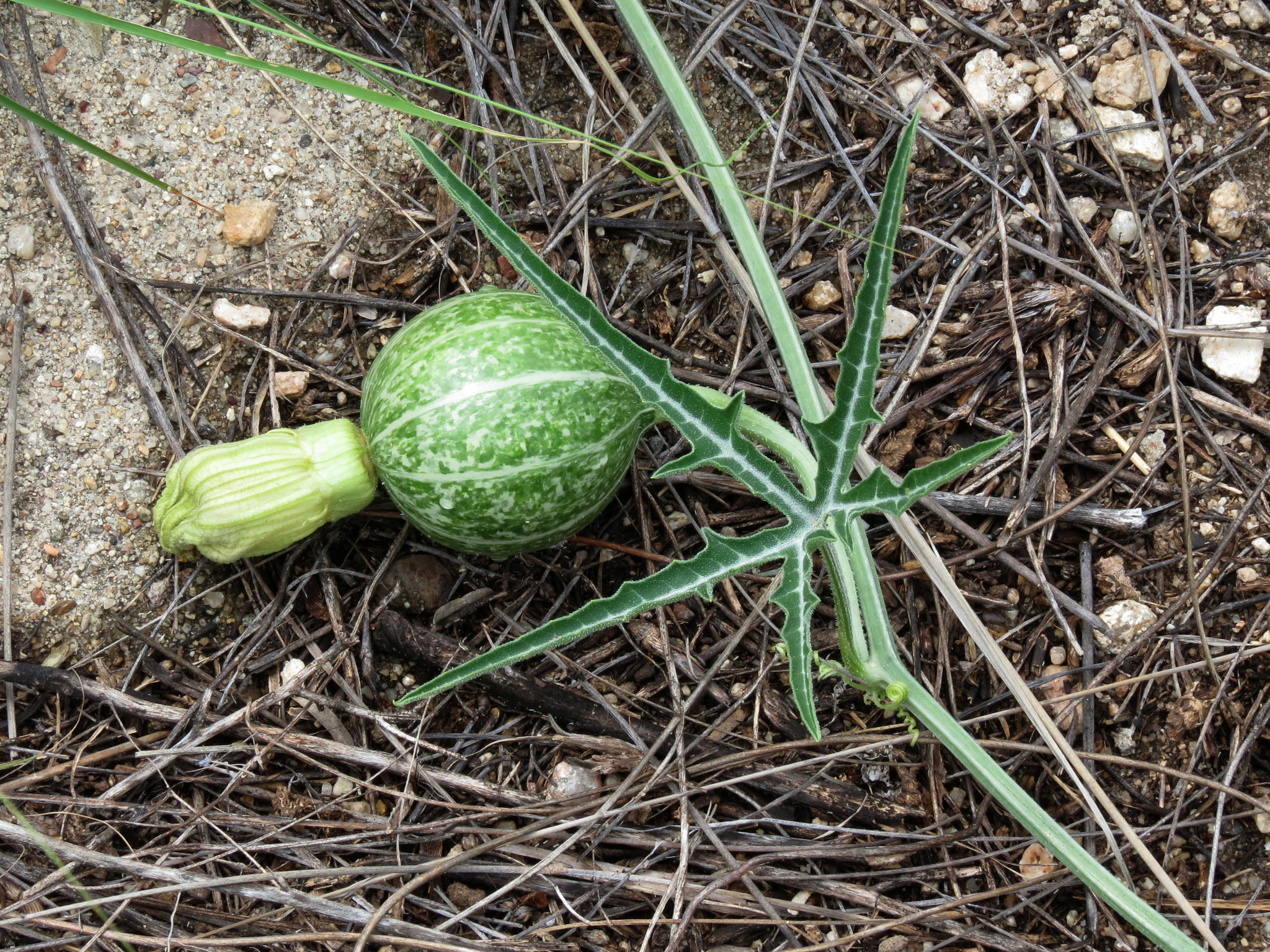 Cucurbita digitata