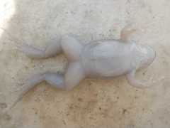 Leptodactylus mystacinus