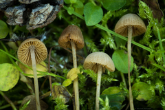 Conocybe moseri