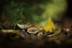 Melanoleuca strictipes