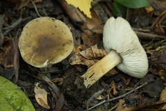 Melanoleuca strictipes