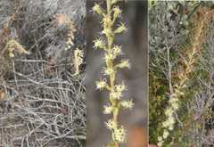 Holothrix burchellii