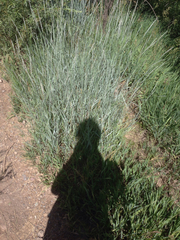 Elymus glaucus