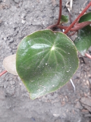 Peperomia peltigera