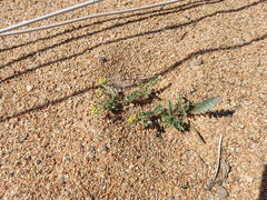 Rorippa subumbellata