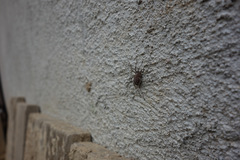 Egaenus convexus