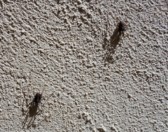 Egaenus convexus