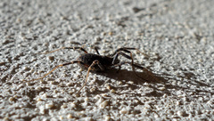 Egaenus convexus