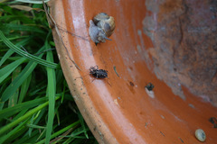 Egaenus convexus