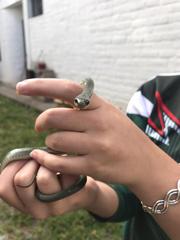 Erythrolamprus epinephalus albiventris